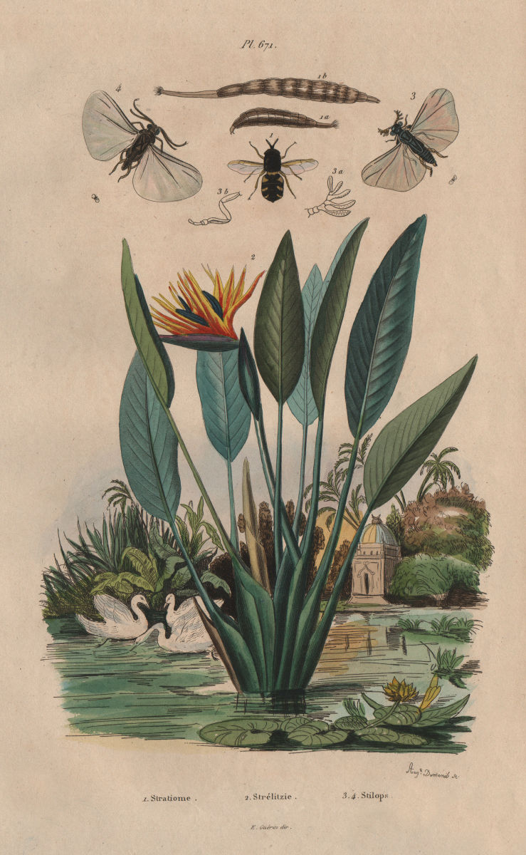 Stratiomys (soldierfly). Strelitzia (bird paradise flower). Stylops insect 1833